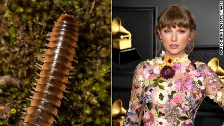 Taylor Swift zainspirował entomologa do nazwania nowego gatunku stonogi po gwieździe