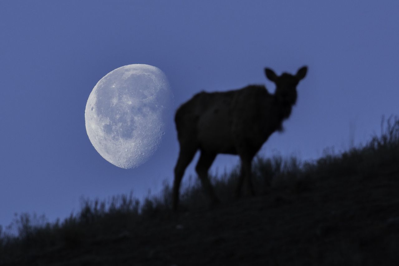 Lipcowa pełnia księżyca - Buck Moon