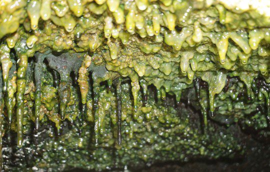 Grube maty mikrobiologiczne wiszą pod skalną półką w otworach wentylacyjnych, które rozciągają się wzdłuż wschodniej strefy ryftów na Hawajach.  Źródło obrazu: Jimmy Saw