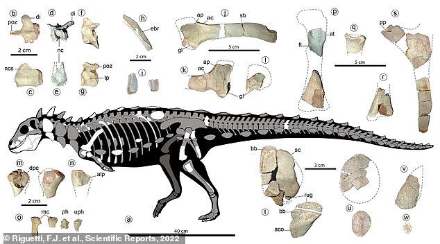 Dołącza do stegozaura, ankylozaura i innych opancerzonych dinozaurów w grupie zwanej Thyreophora.
