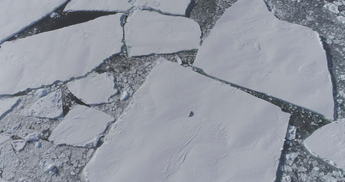 Samotna foka pojawia się z góry na krze lodowej. 