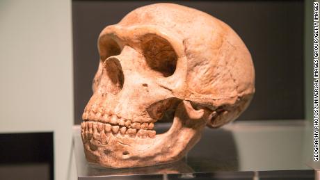 Jak DNA Neandertalczyk wpływa na zdrowie człowieka – w tym ryzyko Covid-19