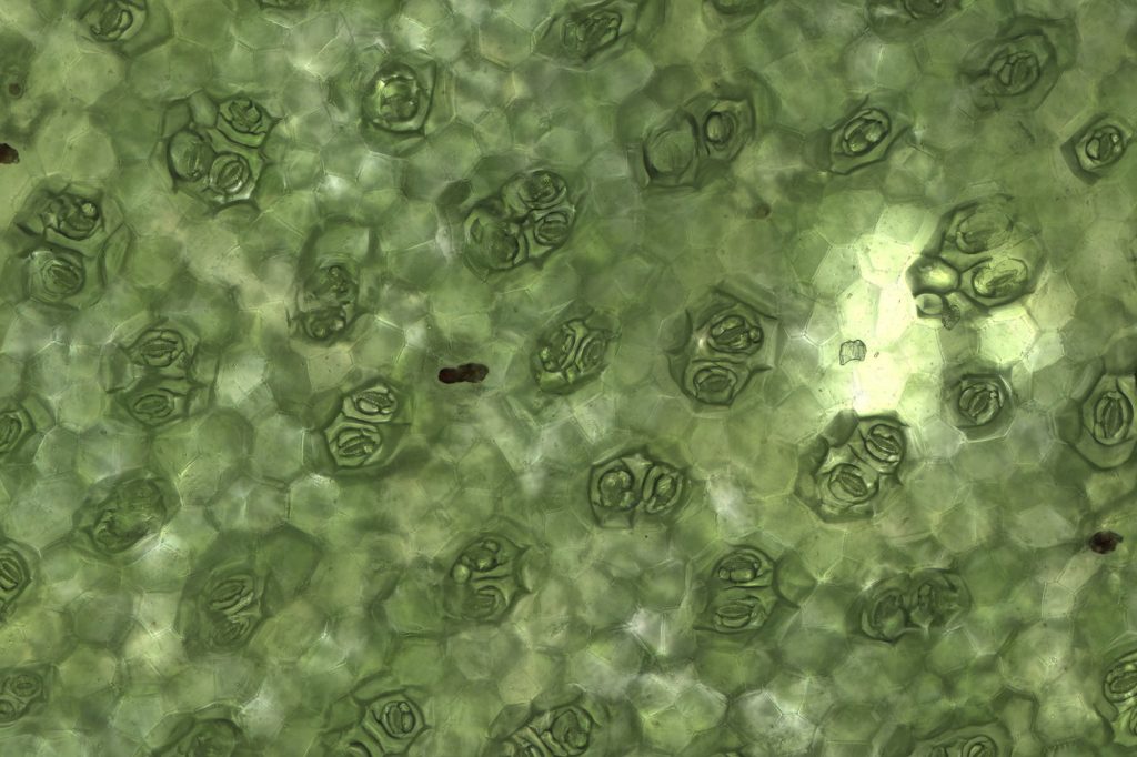 Powiększony obraz kilku aparatów szparkowych wegetatywnych na liściu Begonia rexcultorum.  Szerokość każdej stomii wynosi około 80 µm.